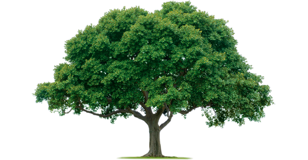 tree-pruning-anaheim