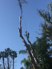 emergency-tree-service-anaheim